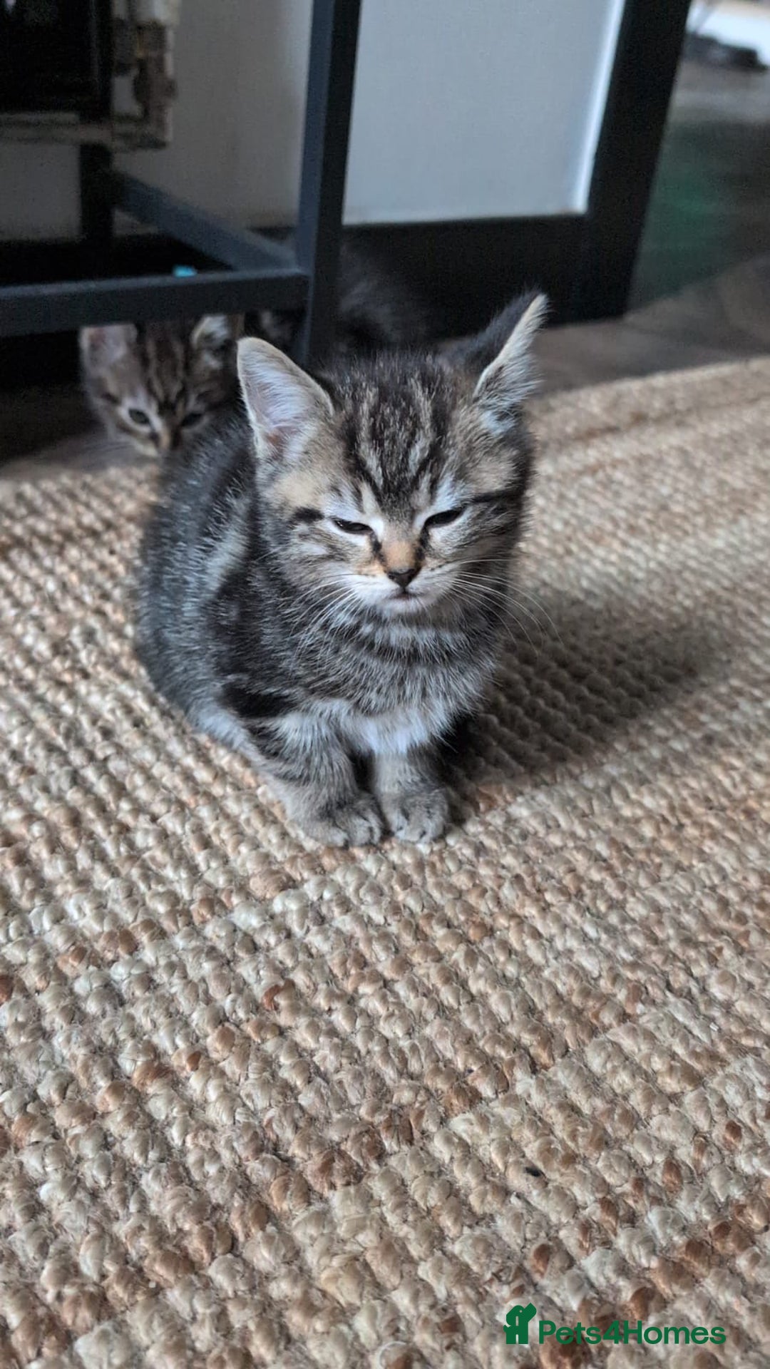 British Shorthair cats for sale: Beautiful British short hair  - Image 23