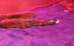 Whippet dogs for sale: Top Class Whippet Puppies bred from Champions - Image 23
