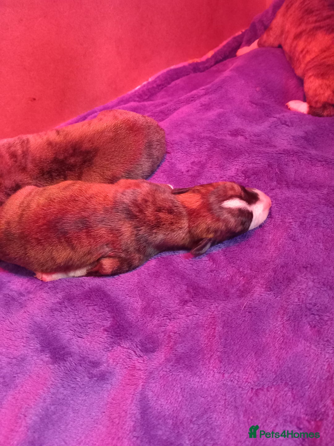 Whippet dogs for sale: Top Class Whippet Puppies bred from Champions - Image 23