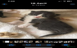 British Longhair cats for sale: Tuxedo Domestic Shorthair & Blue longhair - Image 14