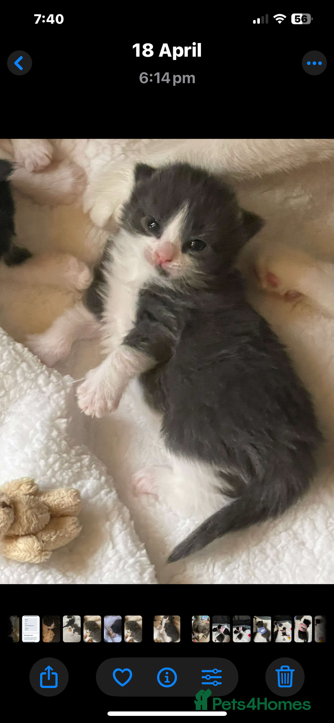 British Longhair cats for sale: Tuxedo Domestic Shorthair & Blue longhair - Image 14