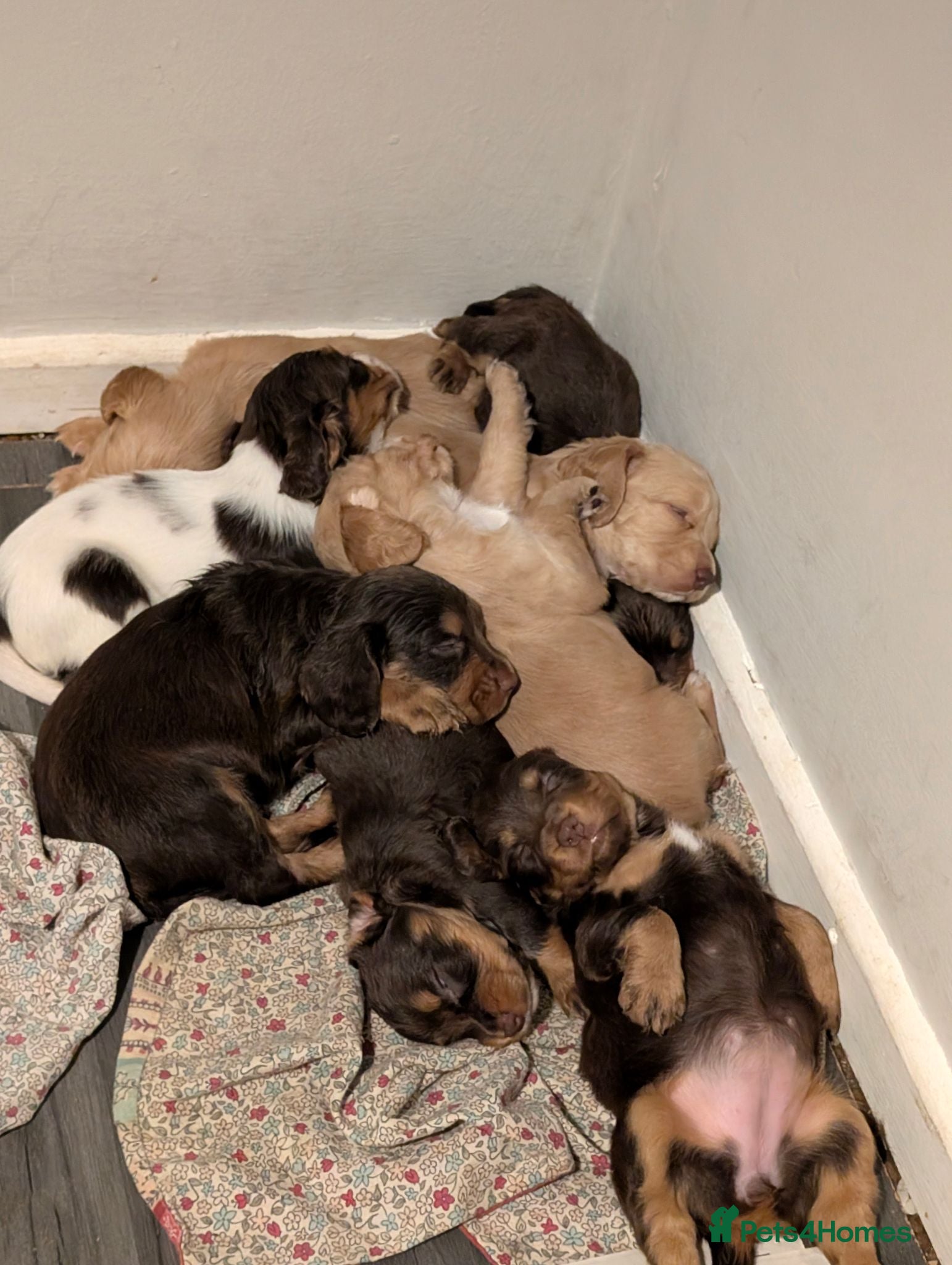 Cocker Spaniel dogs Working cocker spaniels stunning pups - Advert 4