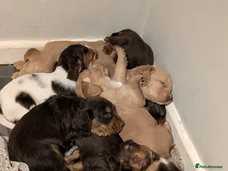 Cocker Spaniel dogs Working cocker spaniels stunning pups - Advert 4