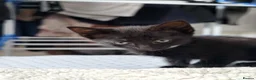 Mixed Breed cats for sale: Kittens in North Walsham - Advert 10