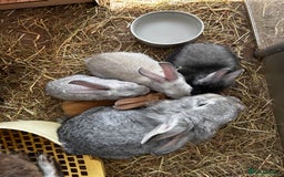 Lionhead rabbits for sale: Stunning Lionhead rabbits. 2 remaining - Image 7
