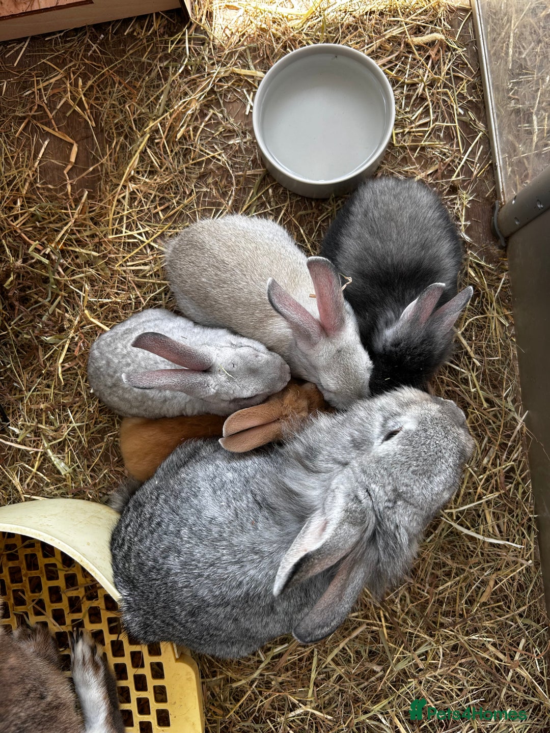 Lionhead rabbits for sale: Stunning Lionhead rabbits. 2 remaining - Image 7