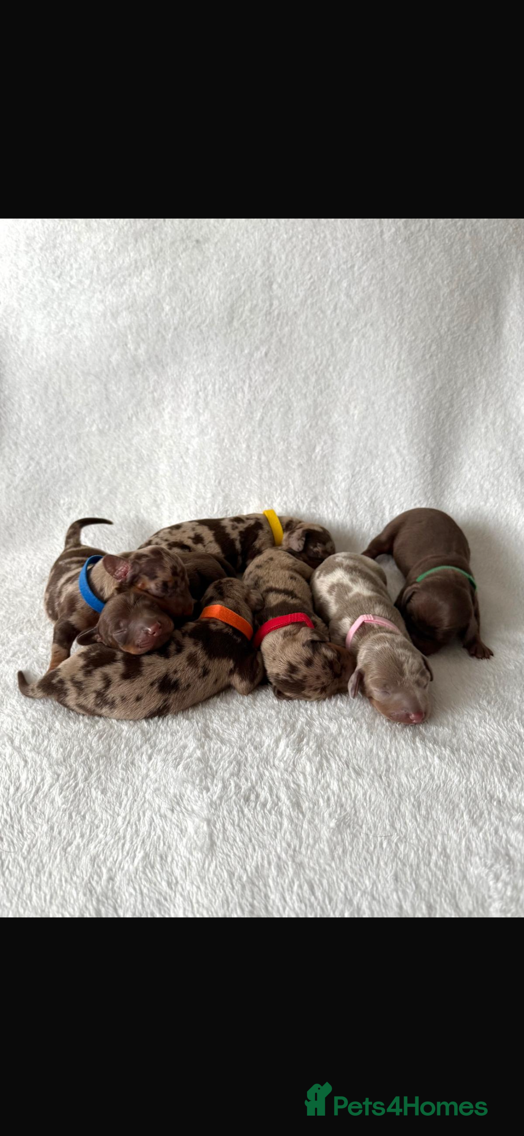 Miniature Dachshund dogs for sale: Miniature Dachshund Puppies - Image 9