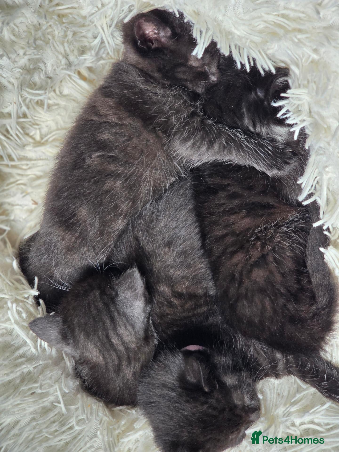 Mixed Breed cats 🐾 Two Kittens Looking for Their Forever Homes! 🐾 - Advert 1