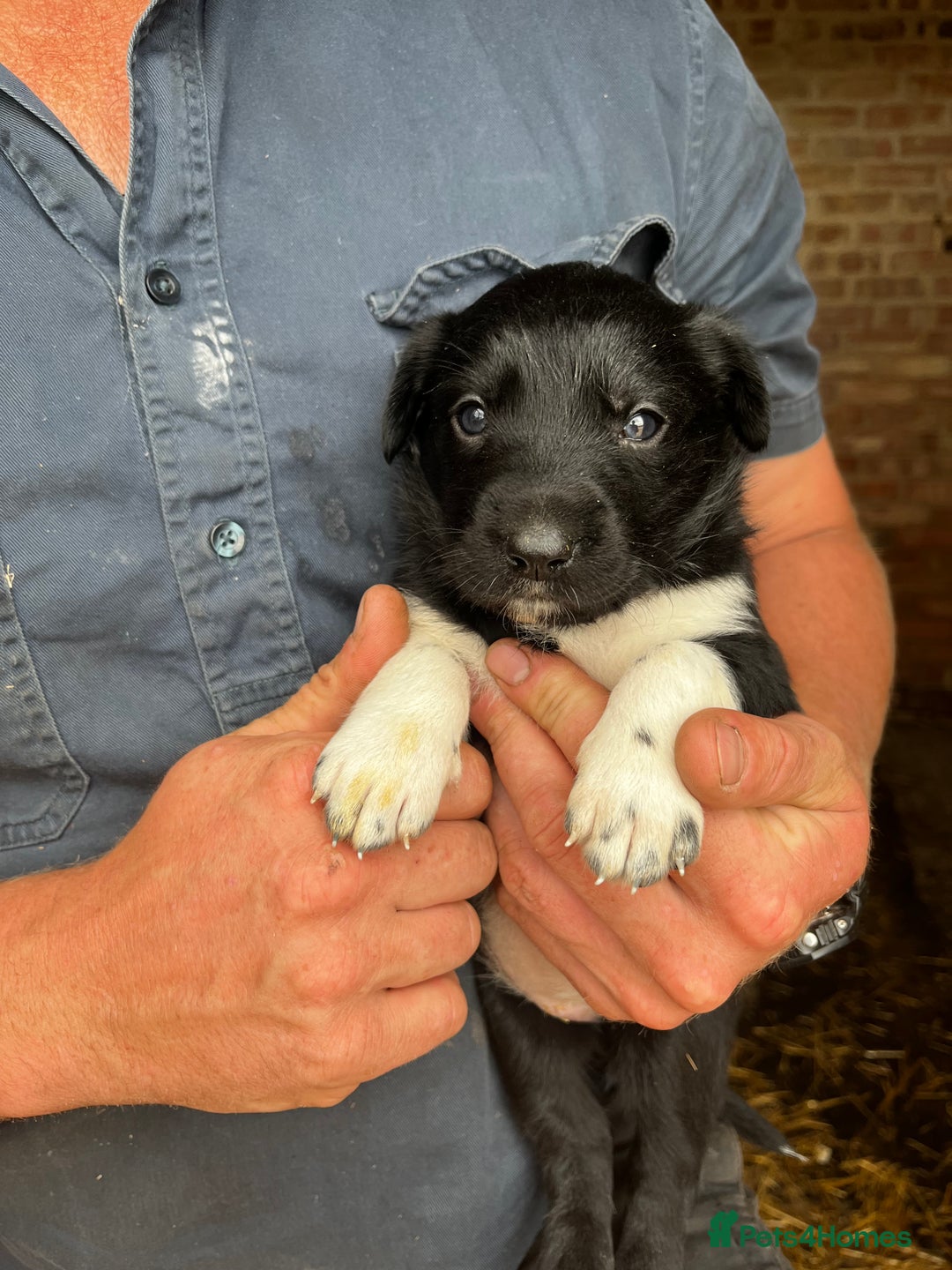 Mixed Breed dogs for sale: Collie puppies for sale - Image 4