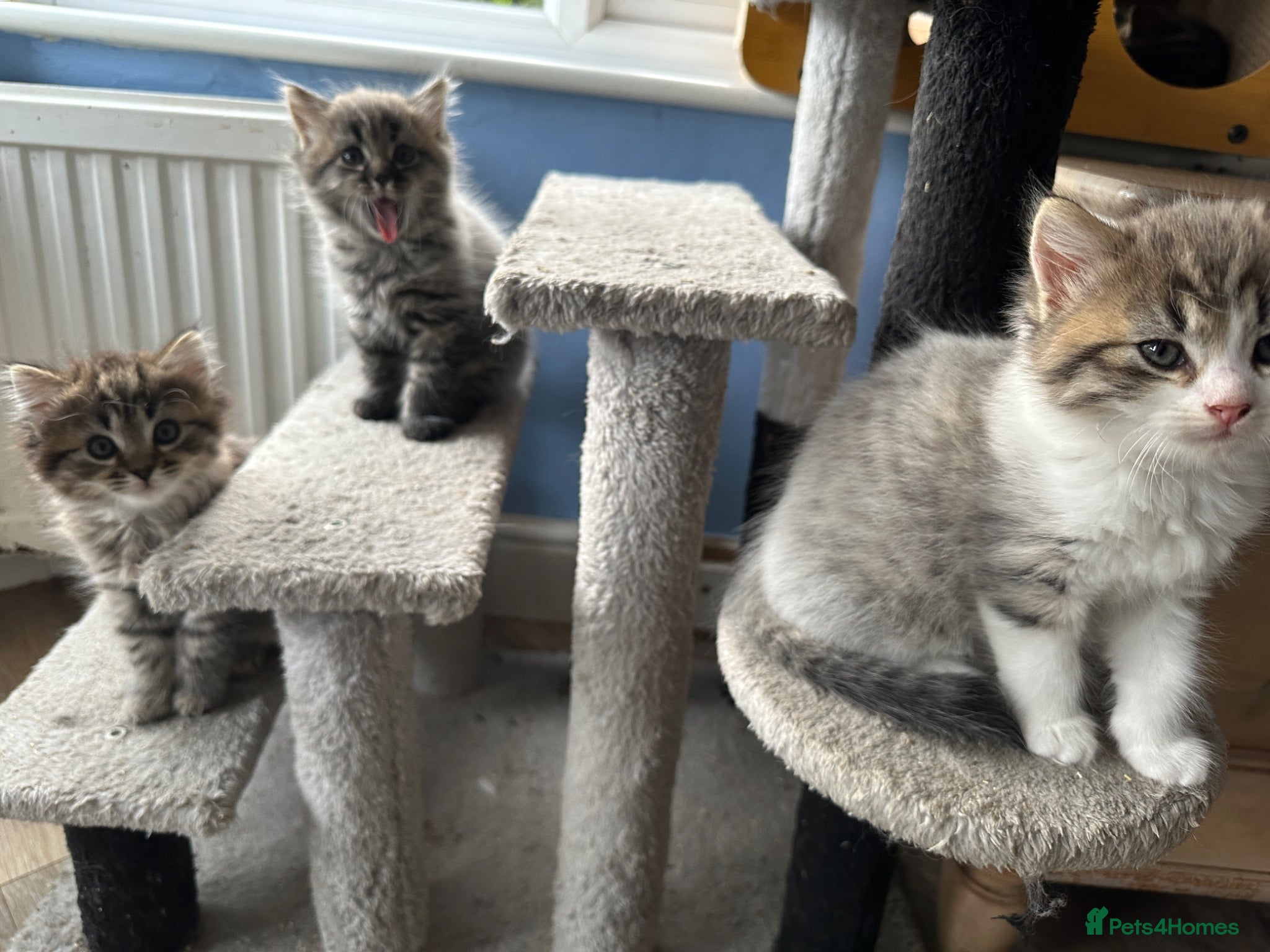 Mixed Breed cats Beautiful Kittens READY NOW!!! - Advert 1