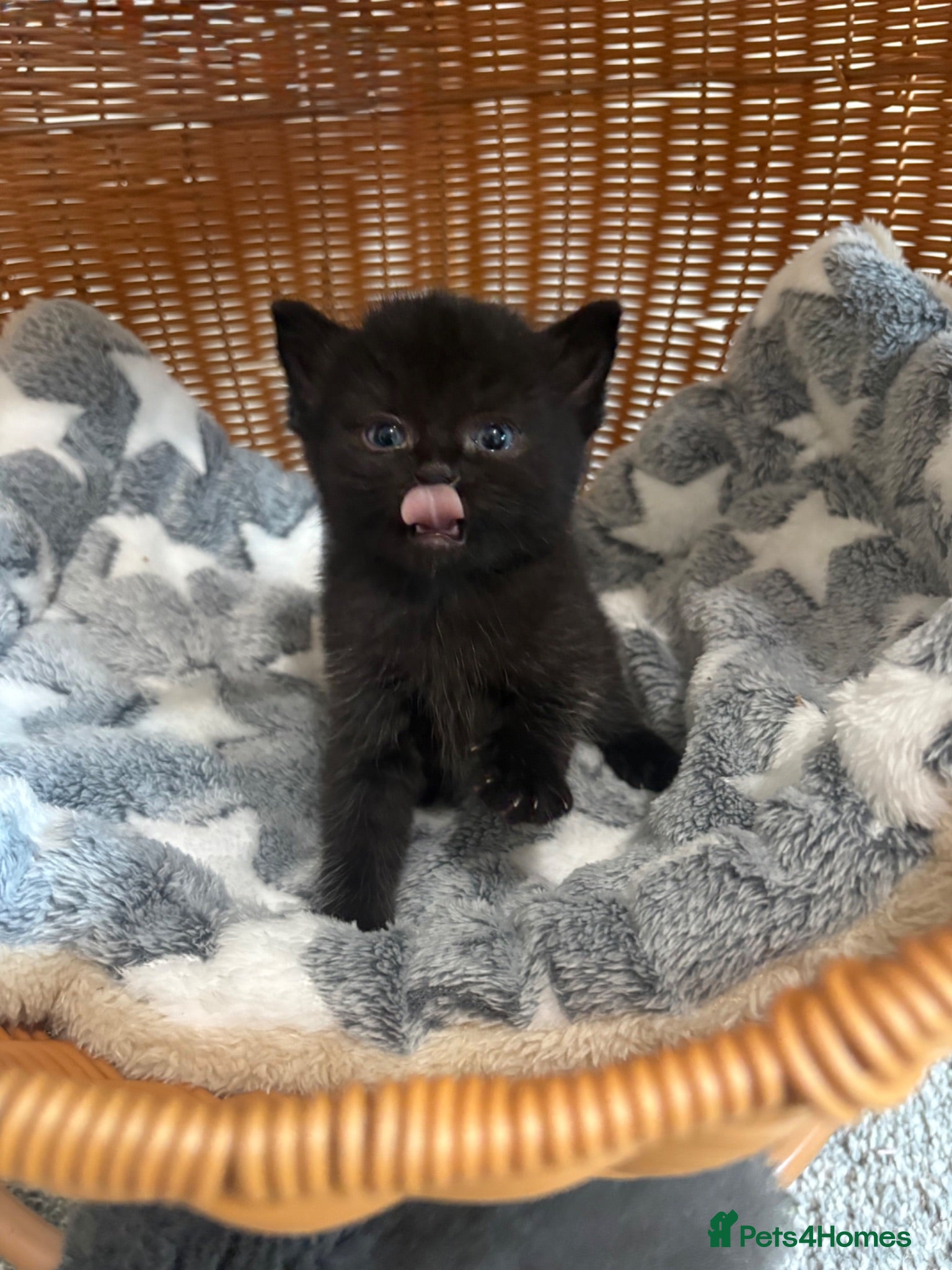British Longhair cats Gorgeous Rare Scottish Fold & Straight Kittens - Advert 5