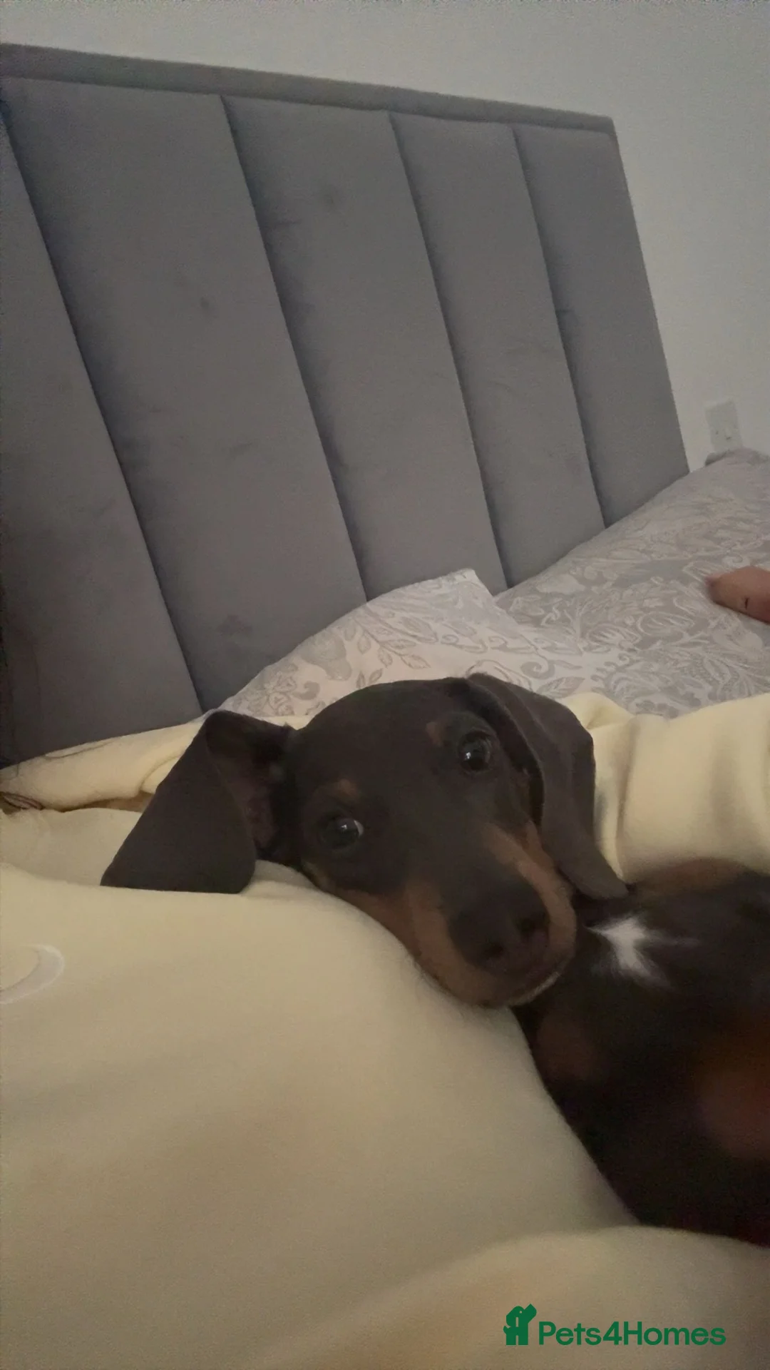 Miniature Dachshund dogs for sale: puppy for sale in Bristol - Advert 5