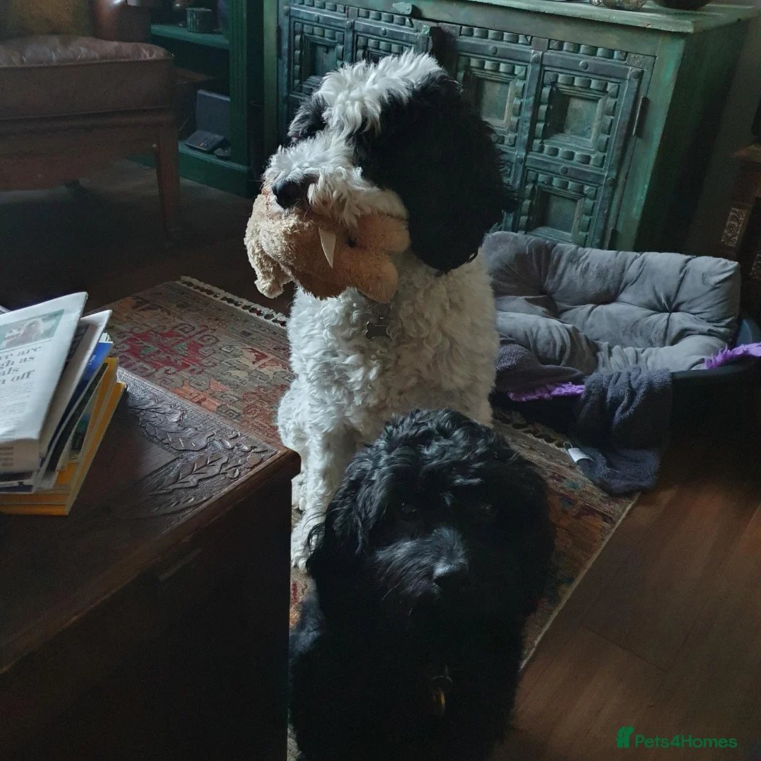 Labradoodle dogs for sale: Labradoodle (med) Puppies - Advert 7