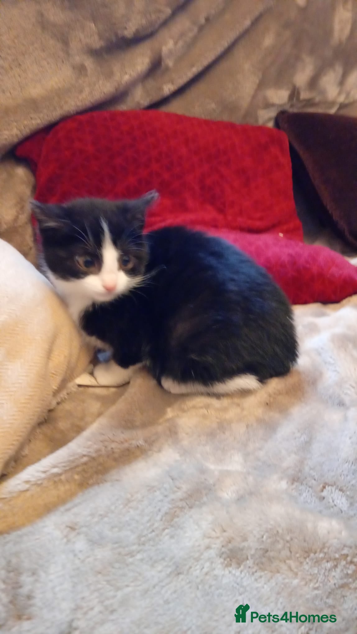 Mixed Breed cats Beautiful kitten's  - Advert 1