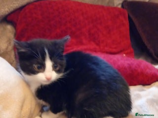 Mixed Breed cats Beautiful kitten's - Advert 5