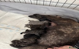 French Bulldog dogs for sale: French Bulldog puppies  - Image 4