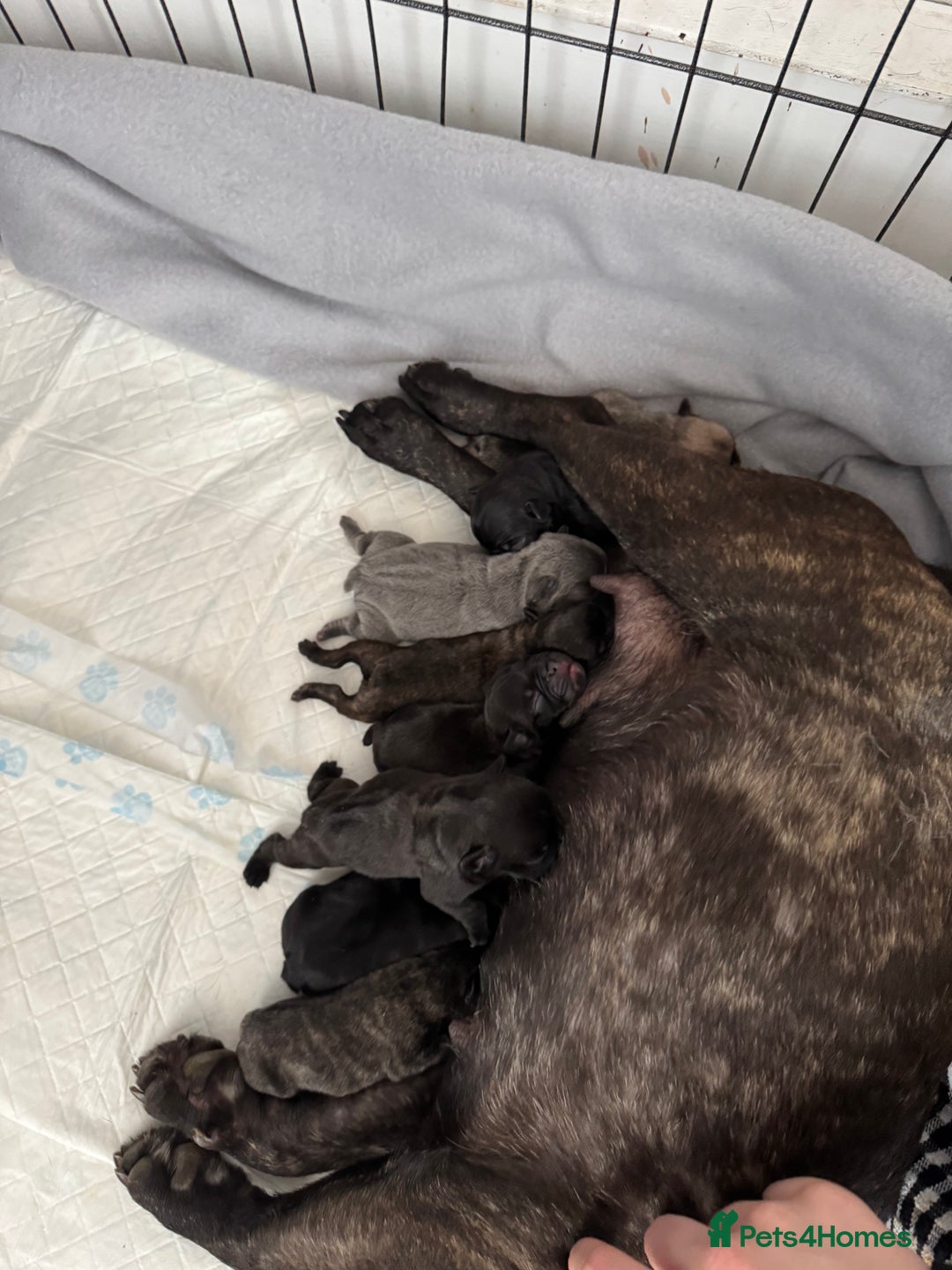 French Bulldog dogs for sale: French Bulldog puppies  - Image 4