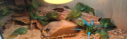 Leopard Gecko reptiles for sale: Leopard Gecko with enclosure  - Advert 13