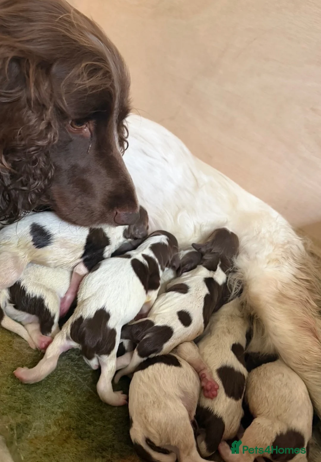 English Springer Spaniel dogs for sale: KC Reg working English springer spaniels in Watlington - Advert 2