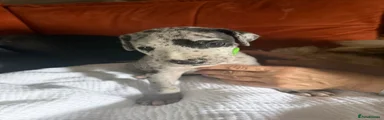 Great Dane 2 -Rocket 