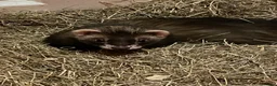 Ferret rodents for sale: Black sable kits ready for new homes - Advert 4