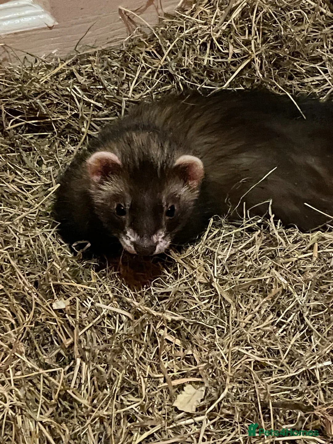 Ferret rodents for sale: Black sable kits ready for new homes - Advert 4