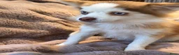 Pomsky dogs for sale: F2 Pomsky bright blue eyes  - Advert 4