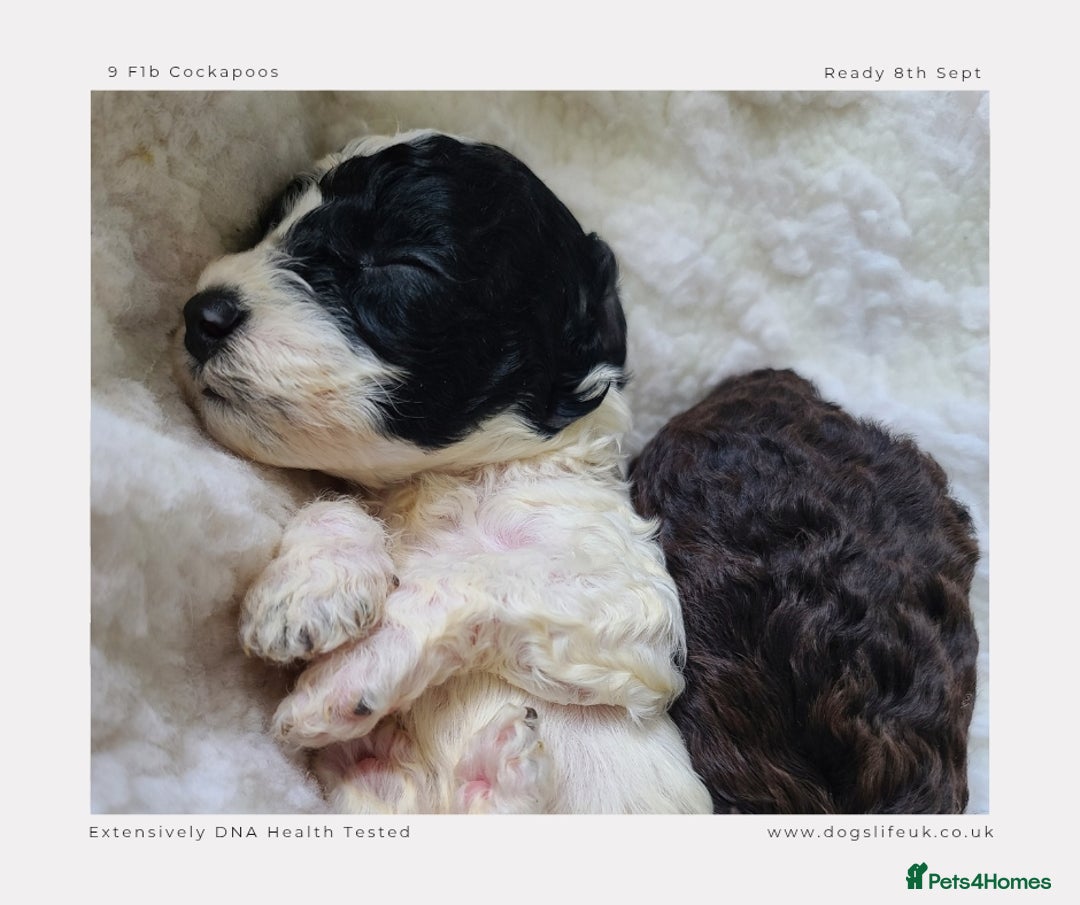 Cockapoo dogs for sale: F1b Toy Cockapoos.Roan & Chocolate.Health Tested. - Image 12
