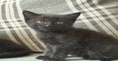 Domestic Shorthair cats - Advert 14