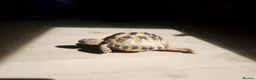 Tortoise reptiles for sale: 4 Year Old Horsfield Tortoise in London - Advert 2