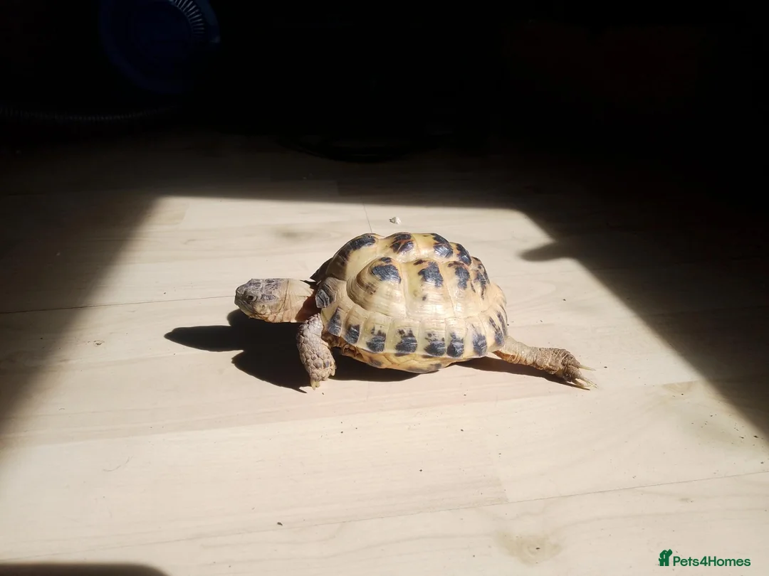 Tortoise reptiles for sale: 4 Year Old Horsfield Tortoise in London - Advert 2