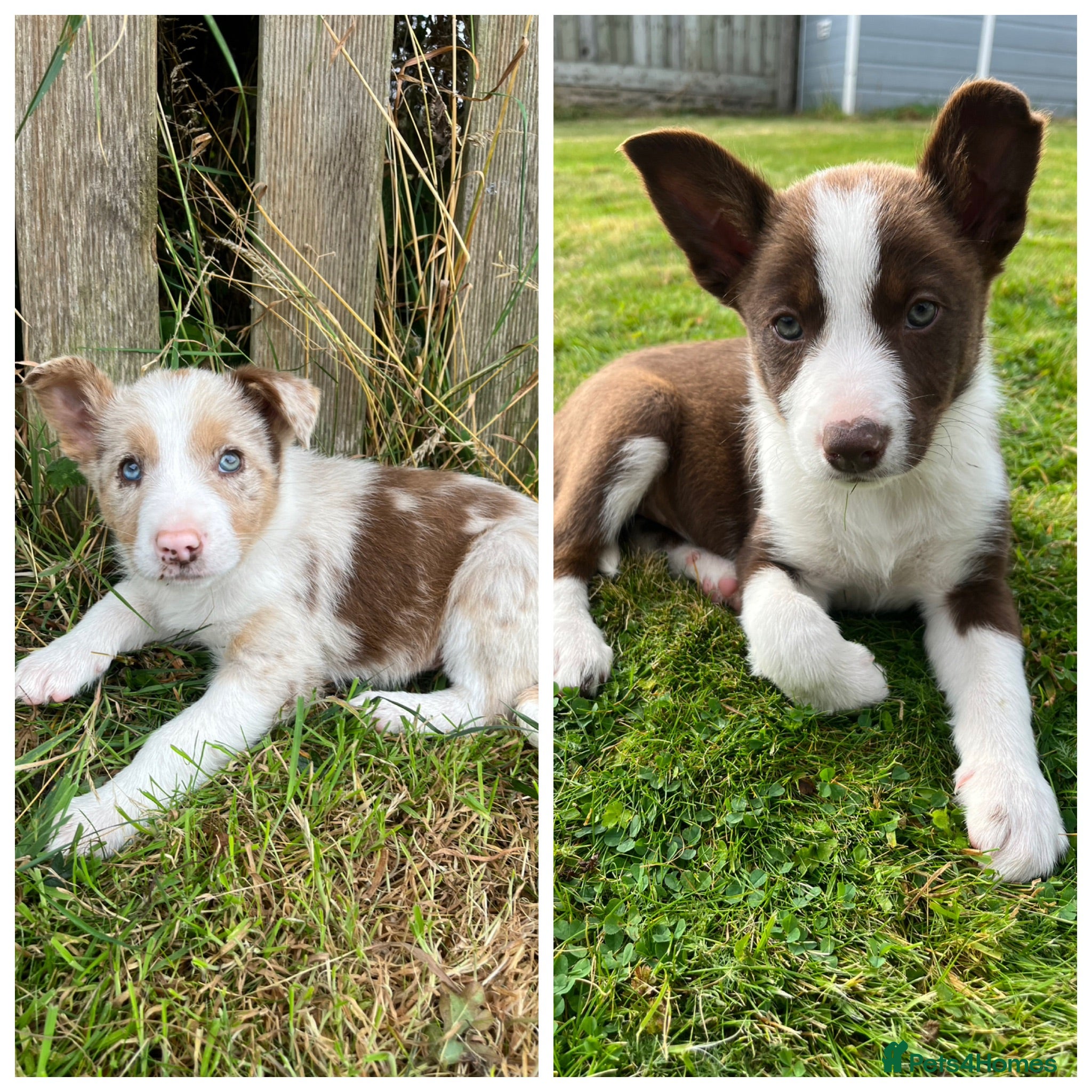 Border Collie dogs 1 Red / White Female + 1 Red Merle Male left - Advert 4