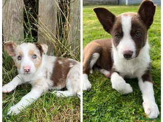 Border Collie dogs 1 Red / White Female + 1 Red Merle Male left - Advert 4