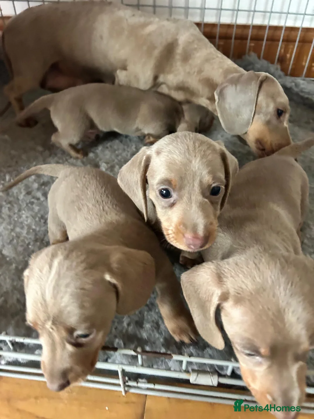 Miniature Dachshund dogs for sale: Miniature dachshund  - Advert 1