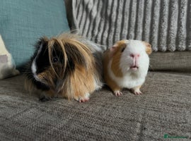 Guinea Pig rodents - Advert 7