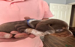 Miniature Dachshund dogs for sale: 🐾 Miniature Dachshund Puppies for Sale 🐾 - Image 30