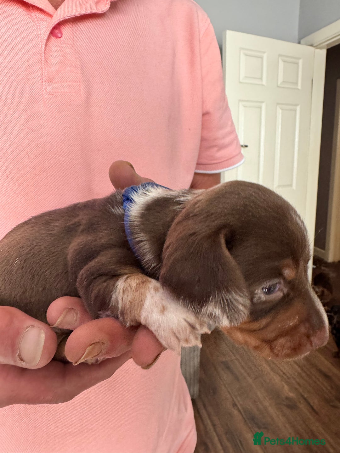 Miniature Dachshund dogs for sale: 🐾 Miniature Dachshund Puppies for Sale 🐾 - Image 30