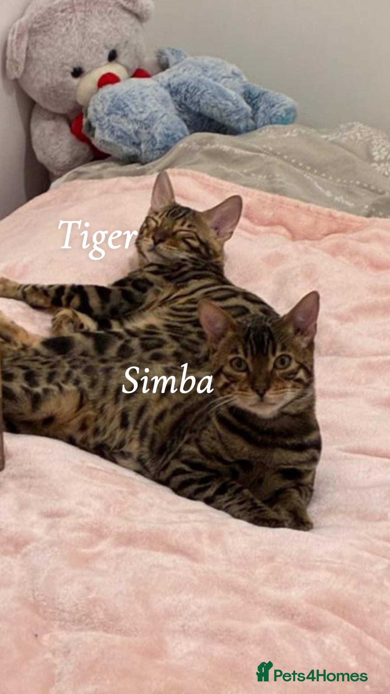 Bengal cats Stunning Bengal Boys Simba & Tiger 🐾🤎 - Advert 14