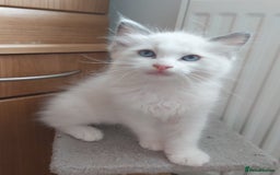Ragdoll cats for sale: RAGDOLLS BOYS BLUE EYES VACCINATED MICROCHIPED  - Image 36