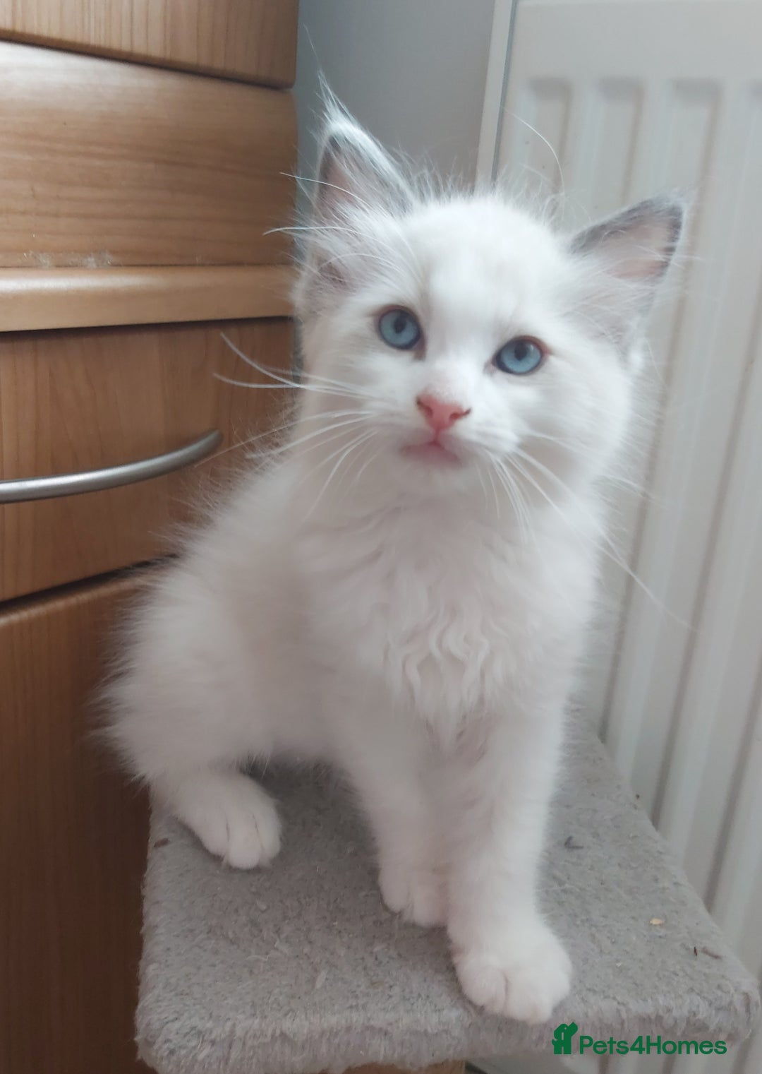 Ragdoll cats for sale: RAGDOLLS BOYS BLUE EYES VACCINATED MICROCHIPED  - Image 36