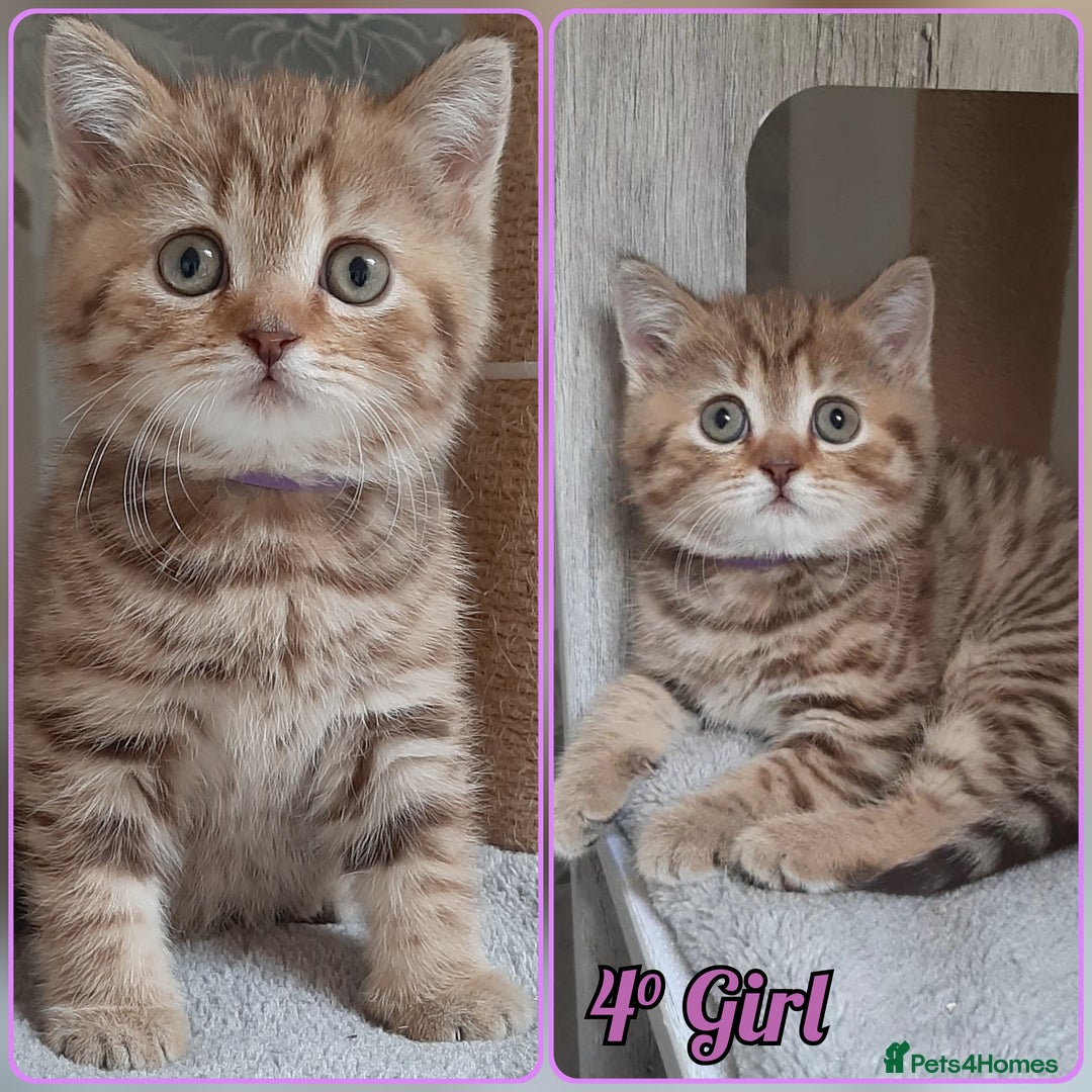 Mixed Breed cats for sale: British kittens 🐾 - Image 5