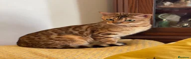 Bengal 1