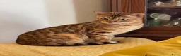 Bengal cats for sale: Show potential Bengal Boys - Advert 15