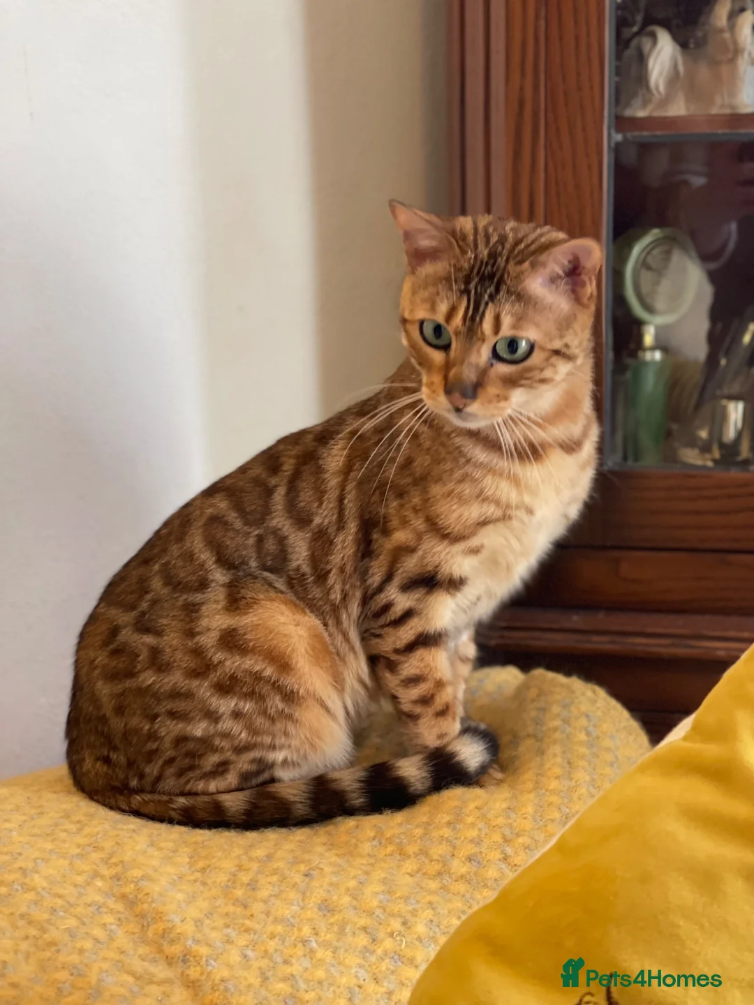 Bengal cats for sale: Show potential Bengal Boys - Advert 15