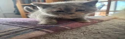 British Shorthair cats for sale: Stunning blue and cream bsh tortie GCCF reg!  - Advert 5