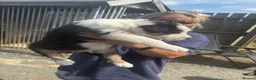 Border Collie dogs for sale: Border Collie Puppies - Advert 7