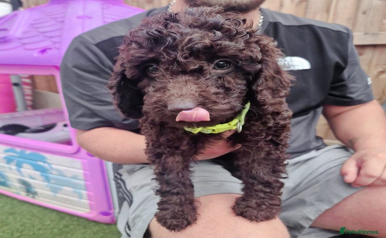 Toy Poodle dogs - Advert 16