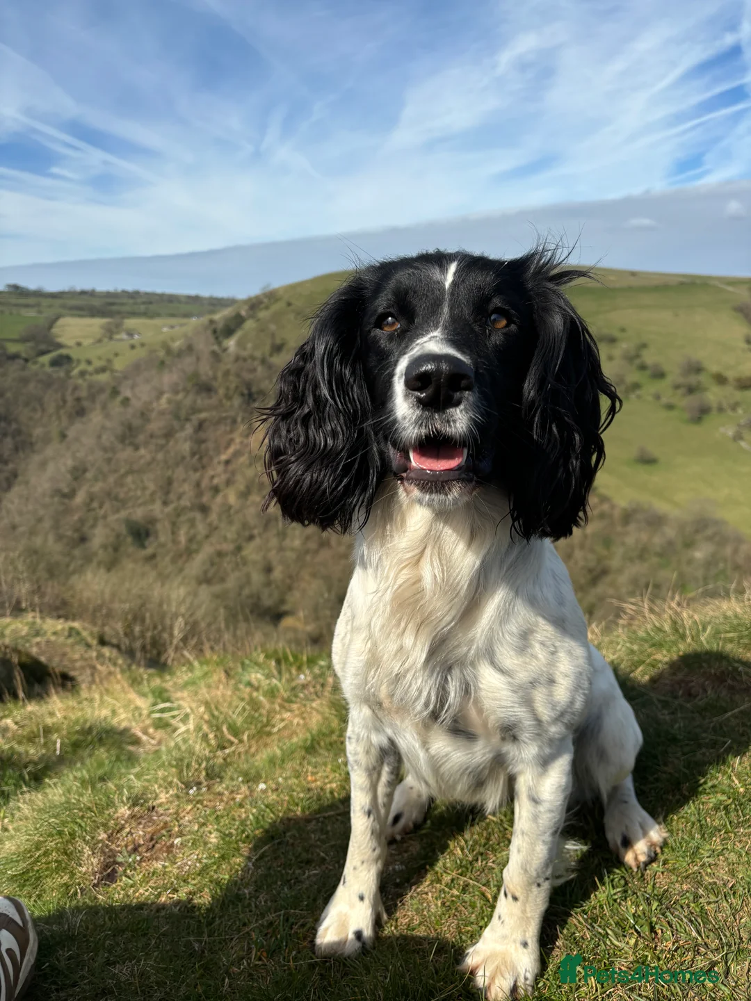 Sprocker dogs for sale: Beautiful Sprocker Spaniel puppy - Advert 2