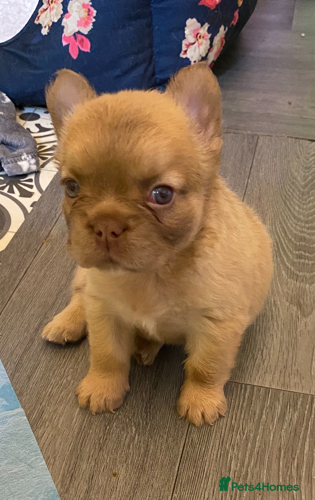 French Bulldog dogs for sale: Quality health tested/KC fluffy French bulldogs - Image 6