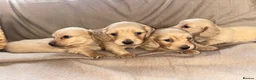 Miniature Dachshund dogs for sale: Here my 4 beautiful miniature dachshund - Advert 7